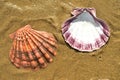 Seashells sand beach shoreline Sea of Cortez Baja, Mexico Royalty Free Stock Photo