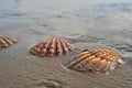 Seashells sand beach shoreline Sea of Cortez Baja, Mexico Royalty Free Stock Photo