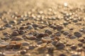 Seashells on the sand close up