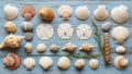 Seashells sand dollars and smooth pebbles arranged on a blue Royalty Free Stock Photo