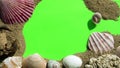 Seashells and Sand on a Green Screen.