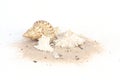 Seashells on sand isolated on white bakcground