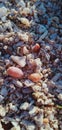 seashells sand pattern background