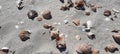 Seashells in the sand Royalty Free Stock Photo