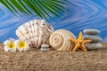 Seashells on the sand. Starfish. Marine still life