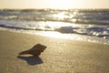 Seashells on sand sunrise background sea, horizon beach dawn wave Royalty Free Stock Photo