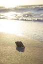 Seashells on sand sunrise background sea, horizon beach dawn wave Royalty Free Stock Photo