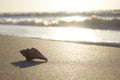 Seashells on sand sunrise background sea, horizon beach dawn wave Royalty Free Stock Photo