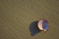 Seashells on sand sunrise background sea, horizon beach dawn wave Royalty Free Stock Photo