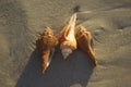 Seashells on sand sunrise background sea, horizon beach dawn wave Royalty Free Stock Photo