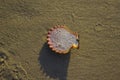 Seashells on sand sunrise background sea, horizon beach dawn wave Royalty Free Stock Photo