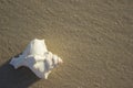 Seashells on sand sunrise background sea, horizon beach dawn wave Royalty Free Stock Photo