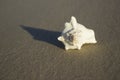 Seashells on sand sunrise background sea, horizon beach dawn wave Royalty Free Stock Photo