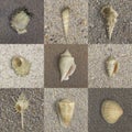 Seashells on Sand Royalty Free Stock Photo