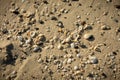 Seashells on the sandy beach Royalty Free Stock Photo