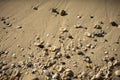 Seashells on the sandy beach Royalty Free Stock Photo