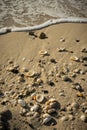 Seashells on the sandy beach Royalty Free Stock Photo