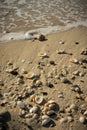 Seashells on the sandy beach Royalty Free Stock Photo