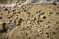 Seashells on the sandy beach Royalty Free Stock Photo