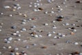 Seashells on Sandy Beach - Abstract Marine Background Royalty Free Stock Photo