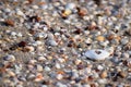 Seashells on Sandy Beach - Abstract Marine Background Royalty Free Stock Photo
