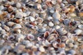 Seashells on Sandy Beach - Abstract Marine Background Royalty Free Stock Photo