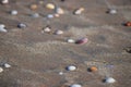 Seashells on Sandy Beach - Abstract Monochrome Marine Background Royalty Free Stock Photo