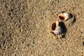 Seashells on the sandy beach on the Black Sea seaside at Obzor, Bulgaria Royalty Free Stock Photo