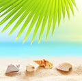 Seashells on the sandy beach and palm leaf Royalty Free Stock Photo