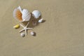 Seashells on the sandy beach Royalty Free Stock Photo