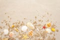 Seashells sandy summer background. Lots of different seashells piled together Royalty Free Stock Photo