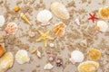 Seashells sandy summer background. Lots of different seashells piled together