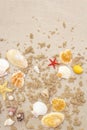 Seashells sandy summer background. Lots of different seashells piled together Royalty Free Stock Photo