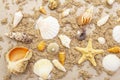 Seashells sandy summer background. Lots of different seashells piled together Royalty Free Stock Photo