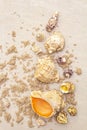 Seashells sandy summer background. Lots of different seashells piled together Royalty Free Stock Photo