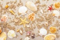 Seashells sandy summer background. Lots of different seashells piled together Royalty Free Stock Photo