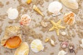 Seashells sandy summer background. Lots of different seashells piled together Royalty Free Stock Photo