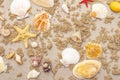 Seashells sandy summer background. Lots of different seashells piled together Royalty Free Stock Photo