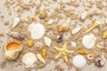 Seashells sandy summer background. Lots of different seashells piled together