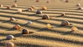 Seashells scattered across rippled sand creating a textured pattern Royalty Free Stock Photo