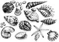 Seashells sea beach summer graphic illustration hand drawn big set isolated elements on white Royalty Free Stock Photo