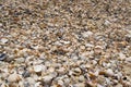 Seashells by the sea Royalty Free Stock Photo