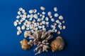 Seashells, sea horse, coral on a blue background, flatplay. texture of seashells. place for text Royalty Free Stock Photo