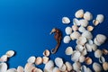 Seashells, sea horse, coral on a blue background, flatpley Royalty Free Stock Photo