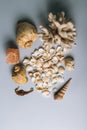 Seashells, sea horse, coral on a gray background, flatplay. texture of seashells. place for text. vertical image Royalty Free Stock Photo