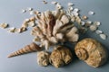 Seashells, sea horse, coral on a gray background, flatplay. texture of seashells. place for text Royalty Free Stock Photo