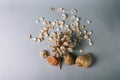 Seashells, sea horse, coral on a gray background, flatplay. texture of seashells. place for text Royalty Free Stock Photo