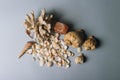 Seashells, sea horse, coral on a gray background, flatplay. texture of seashells. place for text Royalty Free Stock Photo