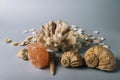 Seashells, sea horse, coral on a gray background, flatplay. texture of seashells. place for text Royalty Free Stock Photo