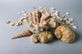 Seashells, sea horse, coral on a gray background, flatplay. texture of seashells. place for text Royalty Free Stock Photo